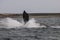 Whale jump, Peninsula Valdes,