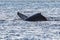 Whale jumping and finning near the Cape Saint Luke Arch in the Gulf of California that separates the Sea of Cortez.