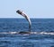 Whale at Los Cabos Mexico excellent view of family of whales at pacific ocean