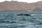 Whale Migration at Magdalena Bay