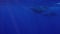 Whale Mother & Baby Humpback Whale Close Up swimming Together On Surface Of Blue Sea