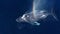 Whale in the ocean  blue whale spouting rainbow 4K HD real shot material