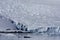 Whale in Paradise Harbor, Antarctica