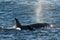 Whale,Patagonia Argentina