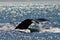 Whale's fluke submerging with water dripping off the edge of its tail, Monterey Bay, California