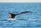 Whale's fluke submerging with water dripping off the edge of tail, close-up