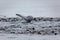 Whale and sea lions feeding