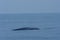 Whale seen near the coast of Sri Lanka at Mirissa