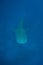 Whale Shark 1