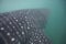 Whale Shark