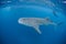 Whale Shark 3