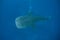 Whale Shark