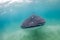 A whale shark approaching