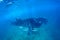 Whale shark and beautiful underwater scene with marine life in sunlight in the blue sea. Snorkeling and scuba Maldives underwater