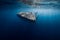 Whale shark in blue ocean. Giant fish swimming in open ocean near Sumbawa