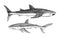 Whale shark and Blue shark. Marine predator animal. Sea life. Hand drawn vintage engraved sketch. Ocean fish. Vector