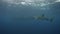 Whale shark in blue water. 4k