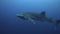 Whale shark in blue water. 4k