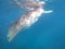 Whale shark, Cebu island, Filipino