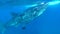 Whale shark, Cebu island, Filipino