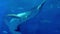 Whale shark in the Churaumi Aquarium, Okinawa, Japan