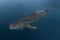 Whale Shark close encounter in west papua cenderawasih bay