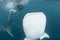 Whale Shark close up underwater portrait