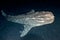 Whale Shark close up underwater portrait