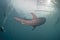 Whale Shark close up underwater portrait approaching scuba divers