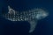 Whale shark in deep ocean. Giant fish swimming in open ocean