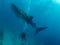 Whale shark and the divers, Oslob, Philippines. Selective focus.