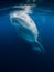 Whale shark eat plankton in blue ocean. Giant Whale shark swimming underwater
