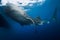 Whale shark eat plankton in blue ocean. Giant Whale shark swimming underwater
