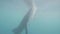 Whale shark eating feed in open sea water underwater view. Feeding wild whale shark in nation reserve. Underwater world