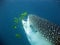 Whale shark eating plankton