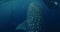 Whale shark eating plankton in blue ocean underwater