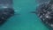 Whale shark eating in sea