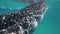 Whale shark eating in sea