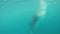 Whale shark feeding near Oslob in the Philippines