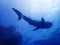 Whale shark Giant Fish in Sea Ocean