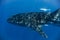 whale shark in the Indian Ocean