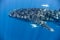 whale shark in the Indian Ocean