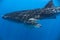 whale shark in the Indian Ocean