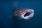 Whale Shark on the Ningaloo Reef, Australia