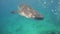 Whale Shark in ocean.