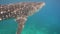 Whale Shark in ocean.