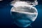 Whale shark in ocean eating plankton. Giant Whale shark swimming underwater
