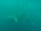 Whale Shark in ocean with fish and Remoras, Western Australia Ningaloo Reef