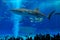 Whale shark in Okinawa Churaumi Aquarium