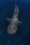 Whale shark overhead shot